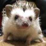 にくQ